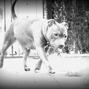 Staffordshire bull terrier Zelma