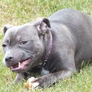 Staffordshire bull terrier Zelma