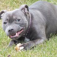 Staffordshire bull terrier Zelma