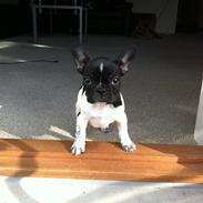 Fransk bulldog Mille