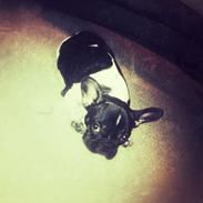 Fransk bulldog Mille