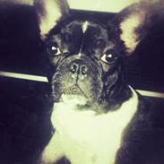 Fransk bulldog Mille