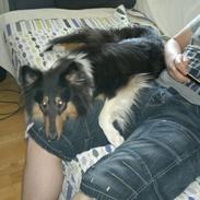 Collie langhåret Bailey