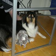 Collie langhåret Bailey