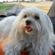 Coton de tulear Coco