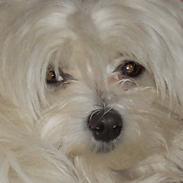 Coton de tulear Coco