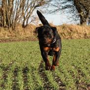 Rottweiler Hobie Vom Hause Luna