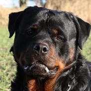 Rottweiler Hobie Vom Hause Luna