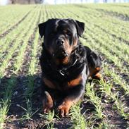 Rottweiler Hobie Vom Hause Luna