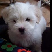 Coton de tulear Valde