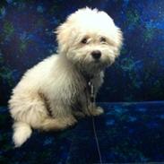 Coton de tulear Valde
