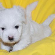 Coton de tulear Valde