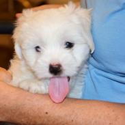 Coton de tulear Valde