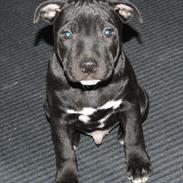 Staffordshire bull terrier *Cuba* R.I.P.