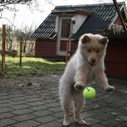 Finsk lapphund Leika (Ramona)