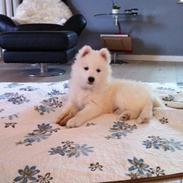 Samojedhund Emma