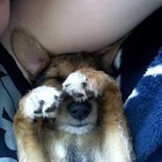 Blanding af racer Mætte