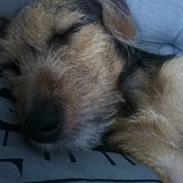 Blanding af racer Mætte