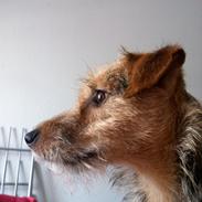 Blanding af racer Mætte