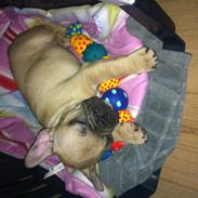 Fransk bulldog Nelly