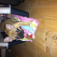 Fransk bulldog Nelly