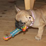 Fransk bulldog Nelly