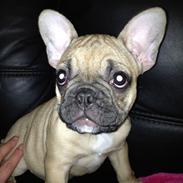 Fransk bulldog Nelly