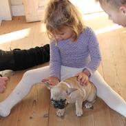 Fransk bulldog Nelly