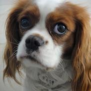 Cavalier king charles spaniel Fleur