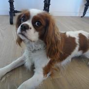 Cavalier king charles spaniel Fleur