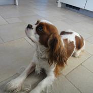 Cavalier king charles spaniel Fleur