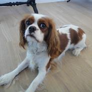 Cavalier king charles spaniel Fleur