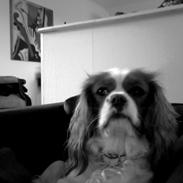 Cavalier king charles spaniel Fleur