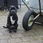 Staffordshire bull terrier Lui