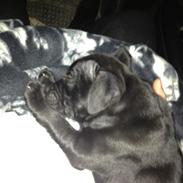 Staffordshire bull terrier Lui