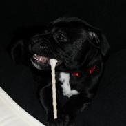 Staffordshire bull terrier Lui