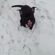 Staffordshire bull terrier Lui