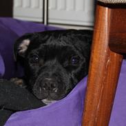 Staffordshire bull terrier Lui
