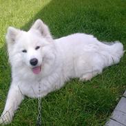 Samojedhund Snehvide