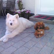 Samojedhund Snehvide