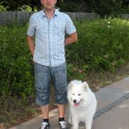 Samojedhund Snehvide