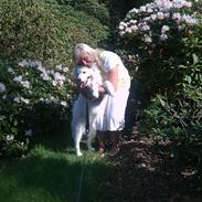 Samojedhund Snehvide