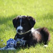Border collie Bailey