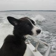 Border collie Bailey