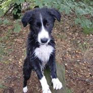 Border collie Bailey