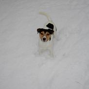 Jack russell terrier Quick Step