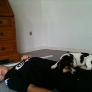 Jack russell terrier Quick Step