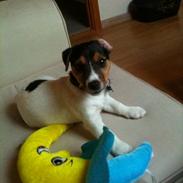 Jack russell terrier Quick Step