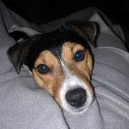 Jack russell terrier Quick Step