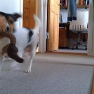Jack russell terrier Quick Step